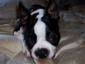 Sasha: could anything so innocent looking be so ferocious?